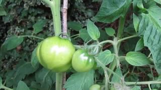 Grafted Tomato Plant Crimson Crush