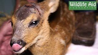 Fawn with a Head Injury - Wildlife Aid Rescue Centre