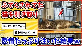 【2ch動物スレ】あからさまにふてくされてたネッコを引き取り→愛情を注いだ結果www