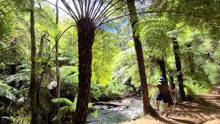 Forest Therapy Guide Training Australia 