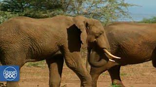 The history of Lake Manyara, one of the most beautiful national parks in Tanzania (FULL DOCUMENTARY)