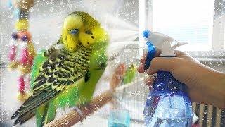 How to Give Your Budgie a Bath | Learn All About