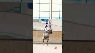 I BELIEVE I CAN FLY JINGLES#equestrians #lexi#shorts #subscribe