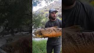 This tiger trout was definitely a state record. Credit: BassN’Trout #shorts #fishing