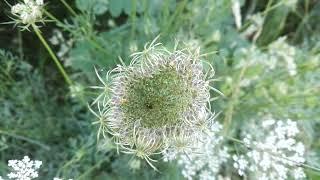 Daucus carota (Queen Anne's lace)