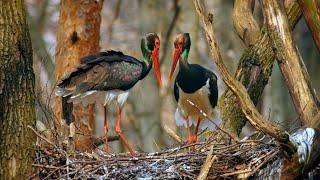 Birds in love – Black stork courtship display