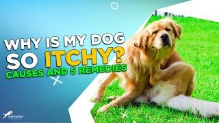 Why Is My Dog So Itchy? Stop the Scratching with These 5 Remedies!