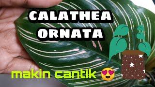 Merawat Calathea Ornata (Pin Stripe Plant) Makin besar makin cantik - KEBUNCILIK