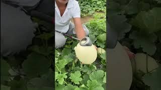 Beautiful Nature - Inspur Fresh Fruit wonderful video of  Industry #0798