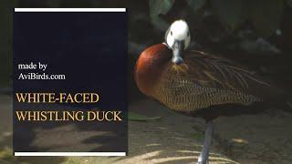 White-Faced Whistling Duck [Dendrocygna Viduata]