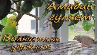 Амадин пошел гулять. Волнистики удивлены. Budgie and Zebra finches. Funny Parrots