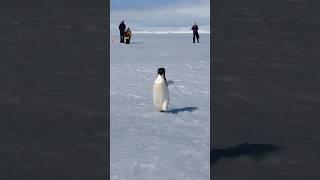 Penguin run  #masti #fun #funny #penguin