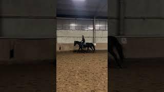 #horse #sportbody