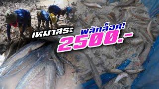 เหมาสระ 2,500 บาท พลิกล็อคเกินคาด บ้านปะหละ ต.ปะอาว /อะลางสะออน EP.1885