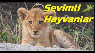 Sevimli Hayvanlar 2022- Animals For Kids