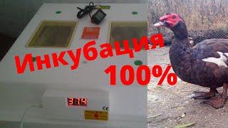 Инкубация яиц мускусной утки 100% провереная схема инкубации мускусных уток Индоуток Опыт Сельской Ж