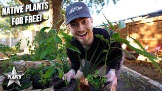 Amazing FREE Plants for a Native Garden! Zone 9 Houston Texas! Scarlet Sage, Sabal Palmetto. & More!