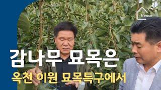 감나무 묘목 생산  공급, 옥천 이원 그린묘목농원 제3편 감