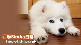 【西摩Simba日常】－西摩 Simba 平時最鐘意.......?｜Samoyed Simba daily