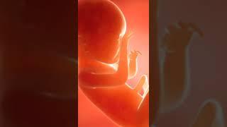 7th Month Baby Development || #pregnancy #ytshorts #yttrendingshorts #ytviralvideo #ytviral #explore