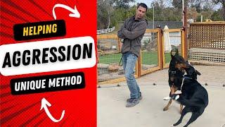 Help dog aggression (Part 1 of 2)