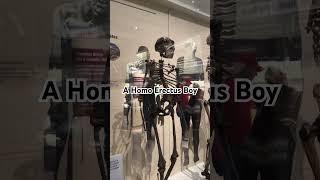 Skeleton of a Homo Erectus Boy