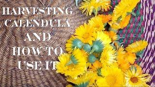 Harvesting Calendula (PLUS 6 Ways on How to Use Calendula)