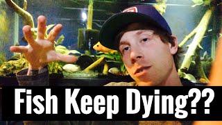 Aquarium Fish Keep Dying? Dead Fish