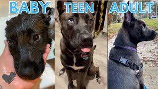 Pitbull & Huksy Mix GROWING UP "1year in 2minutes!" PITSKY Growing up