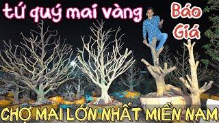 Chợ mai lớn nhất miền Nam báo giá 0775778777 tứ quý mai vàng đẹp vườn A Hoài nhà thờ Cái Mơn Bến Tre