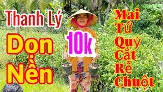 24/8 mợ 7 0939007571 thanh lý mai tứ quý cắt rễ rẻ rề chỉ 10k 1 cây.ai có nhu cầu ủng hộ dùm mợ