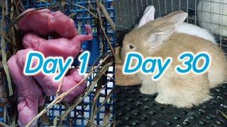 Baby Rabbit | 1 Day to 30 Days Old | Ang cute bilis lumaki.