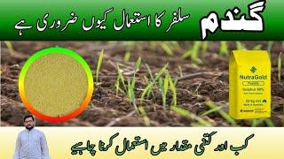 How To Use Of Sulpher In Agricultural Crops || Wheat || Agrarian Amin Lodhi