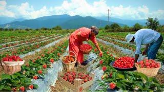 AZERBAIJAN Strawberry Farm | From Field to Oven | Grandma's Strawberry Recipes