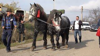 Targul de cai de la Buciumi, Salaj 31 Oct 2024 Nou!!!