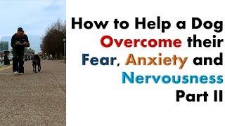 Part 2 - How to Help a Dog Overcome their Fear, Anxiety and Nervousness Issues