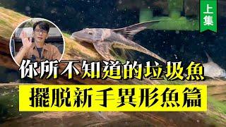 你所不知道的「垃圾魚」!擺脫新手【異形魚篇】---上集