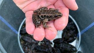 Another Fall Pond Clean-Out Surprise!