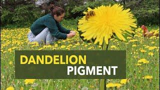 I made pigments with DANDELIONS