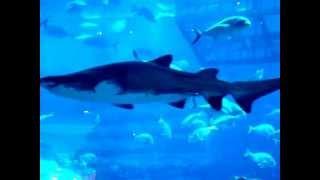 Dubai Mall aquarium / Акварыюм у Dubai Mall