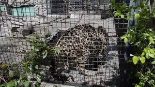 The good life of a jaguar at the Skazka Zoo