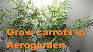 Grow Carrots in Aerogarden | Indoor Hydroponics Gardening | 55 days to harvest