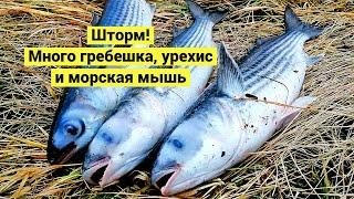 Шторм! Много гребешка, урехис и морская мышь