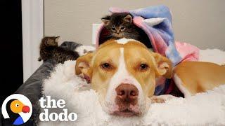 Rescue Pittie Becomes Foster Mom to Nearly 200 Kittens | The Dodo