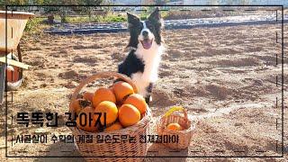 농촌 일손 도우는 똑똑한 강아지 보더콜리 마야시골일상 Border Collie maya