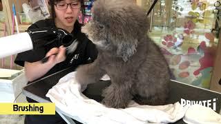 【Sophie狗狗美容日記】@ PRIVATE i PETS │ 寵物美容店