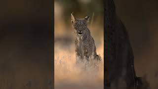 Filming wild Iberian lynx #shorts #lynx #wildlife