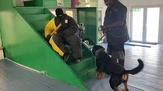 The Rottweiler personal protection k9 12 weeks old puppies journey so far