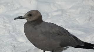 Gray Gull - Santa Rosa Beach Fla - November 2023