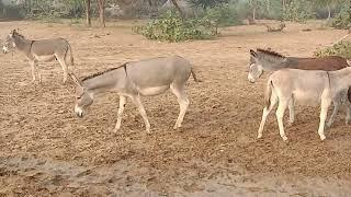 donkey's Desert Bound: A Donkey Riding Odyssey""Trekking the Sands: Donkey Adventures in the Desert